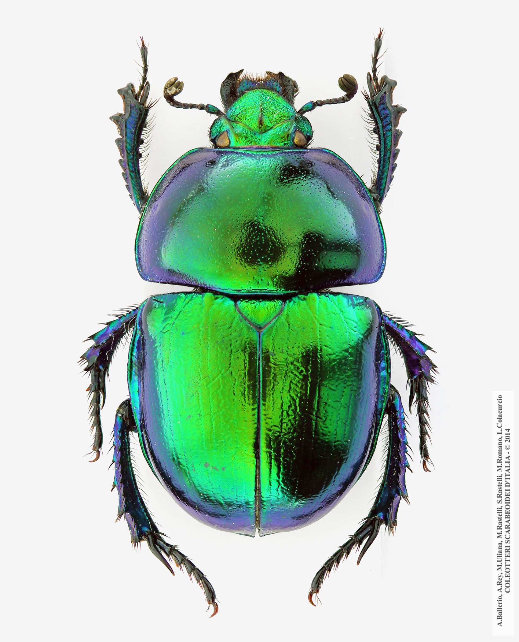 Trypocopris vernalis fauveli, maschio